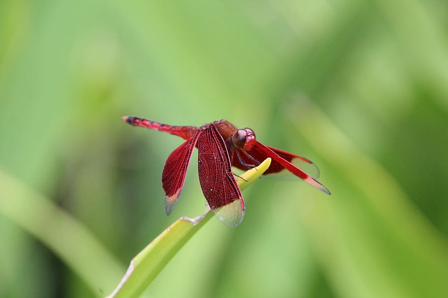 Dragonfly, Red, Green, Insect, flight insect, wing, nature HD wallpaper