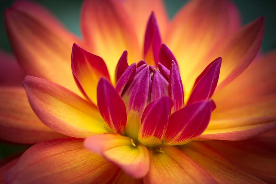 spring, flower, petal, flowering plant, freshness, beauty in nature HD wallpaper
