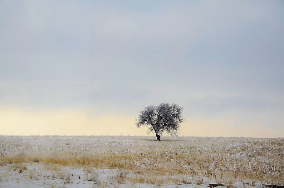 leafless tree at middle of field, winter, blue, nature, sky HD wallpaper