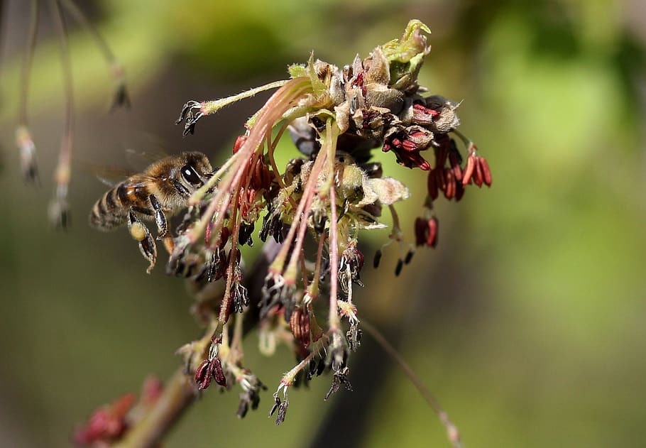 bee, flight, pollination, insecta, nature, spring, close-up HD wallpaper
