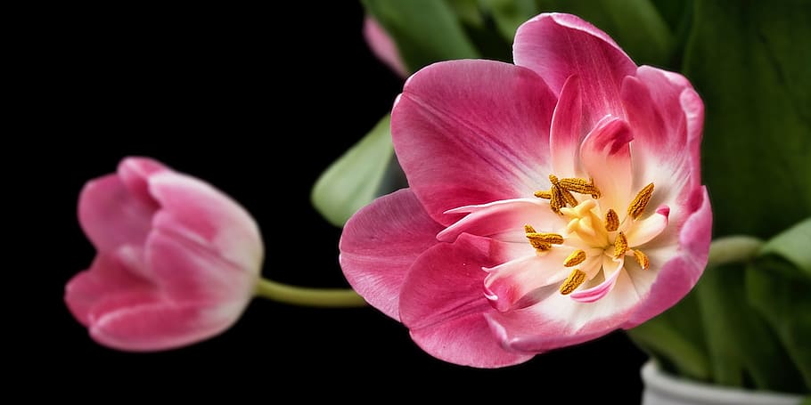 shallow focus photo of pink and white petaled flowers, tulip HD wallpaper