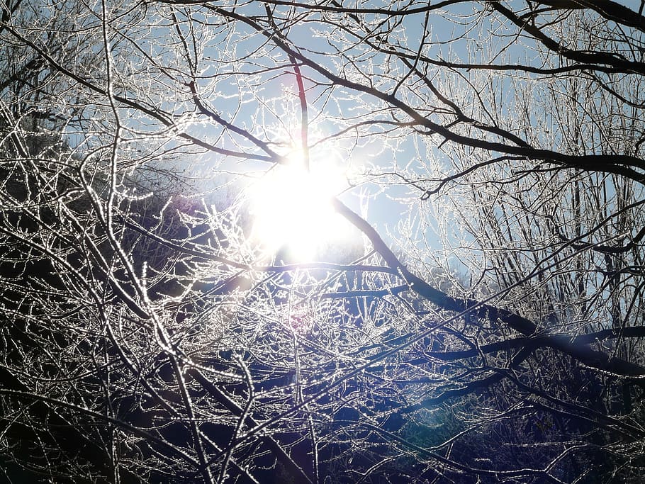 tree, aesthetic, ripe, winter, back light, cold, sunlight, nature HD wallpaper