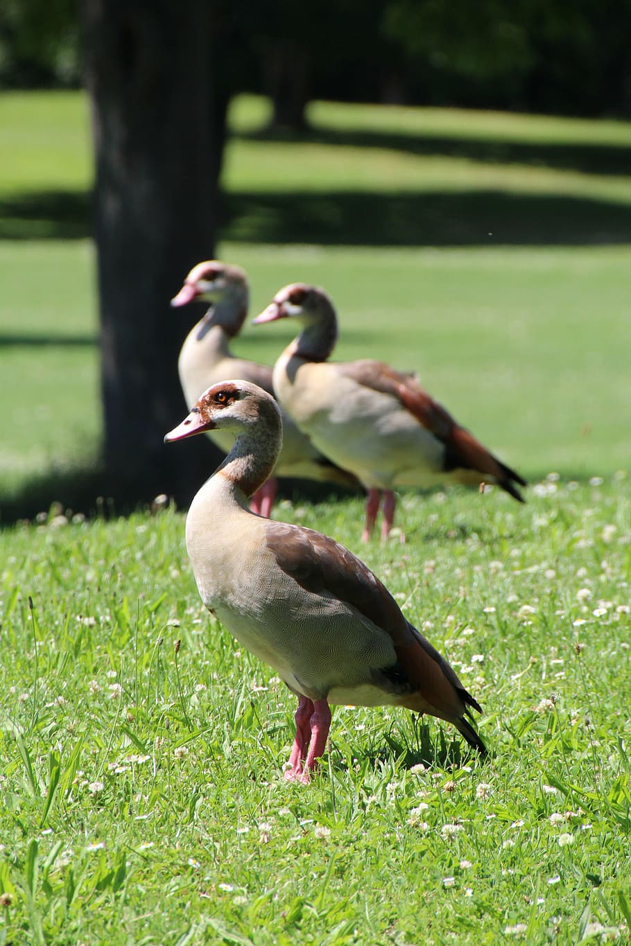 ducks, meadow, water bird, grass, vertebrate, animal themes HD wallpaper