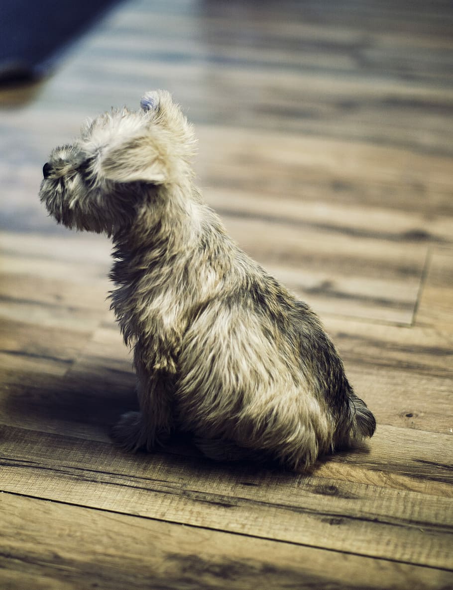 photo of long-coated tan puppy, brown cairn terrier puppy sitting on floor, HD wallpaper