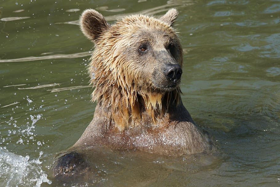 bear, water, wet, animal, wildlife, mammal, brown Bear, carnivore HD wallpaper