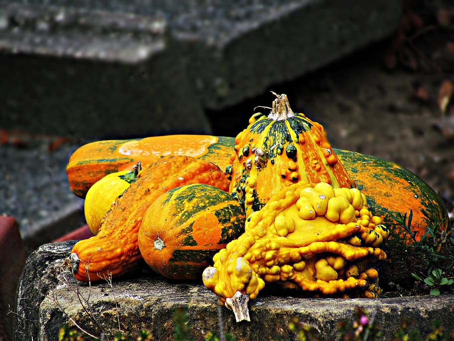 pumpkin, a vegetable, vegetables, nature, autumn, collections HD wallpaper