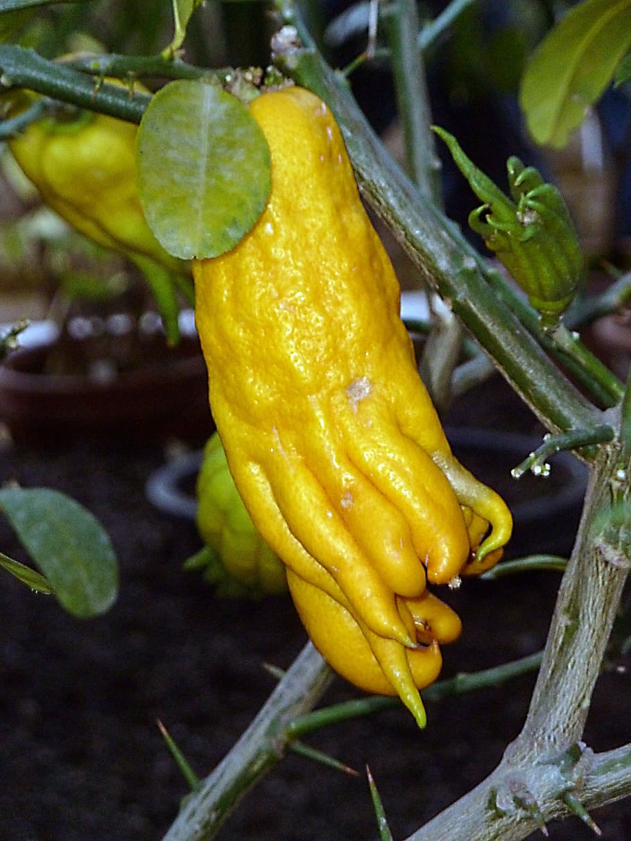 exotic, tree, fruit, yellow, close-up, nature, food, plant HD wallpaper