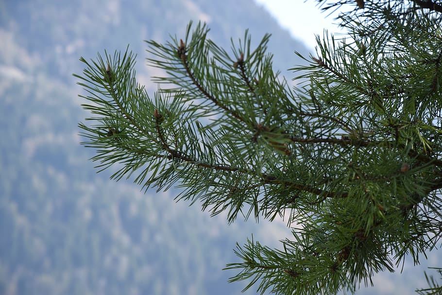 needles, tree, pine, nature, conifer, branch, conifer branch HD wallpaper