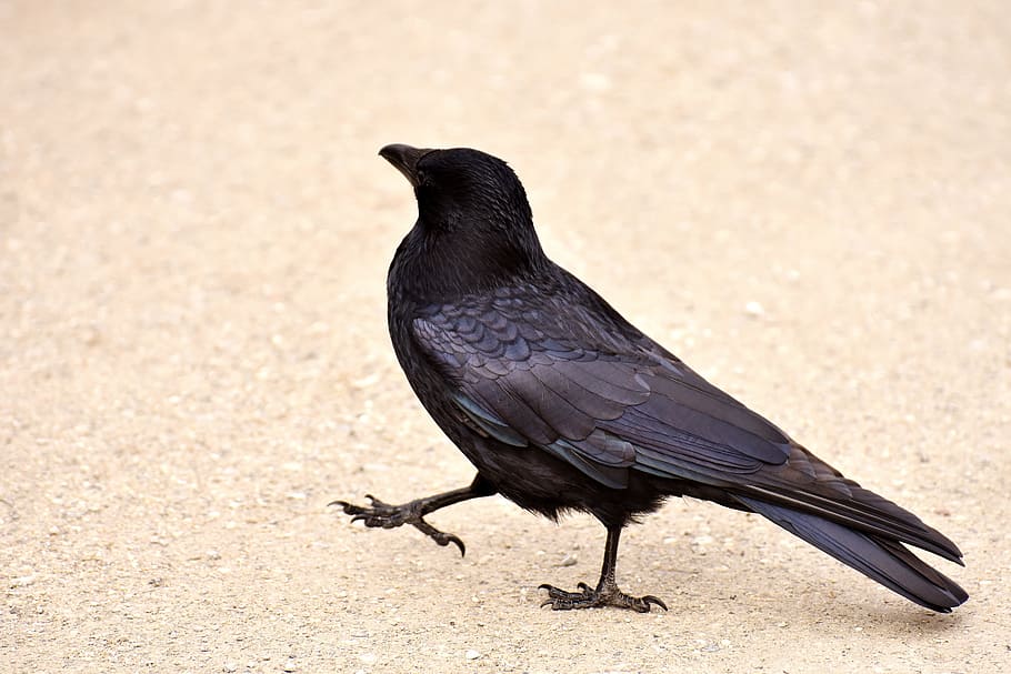 HD wallpaper: black crow walking on dirt road at daytime, common raven ...