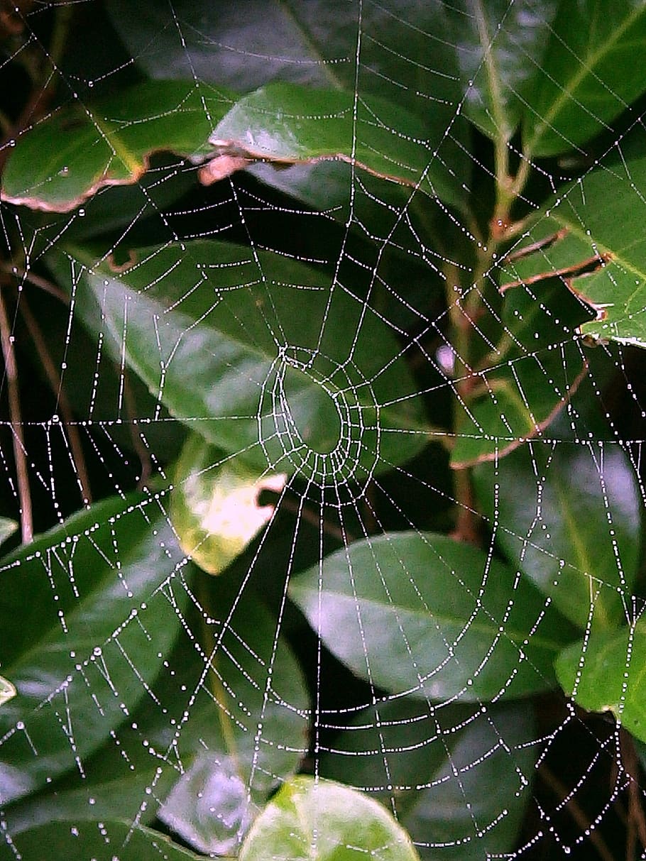 cobweb, network, networking, droplets, drip, water, unfinished HD wallpaper
