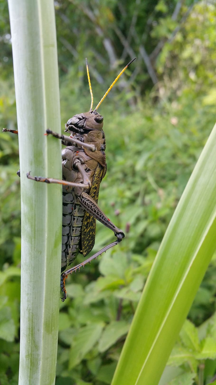 cricket, insect, brown, grass, invertebrate, animal themes HD wallpaper