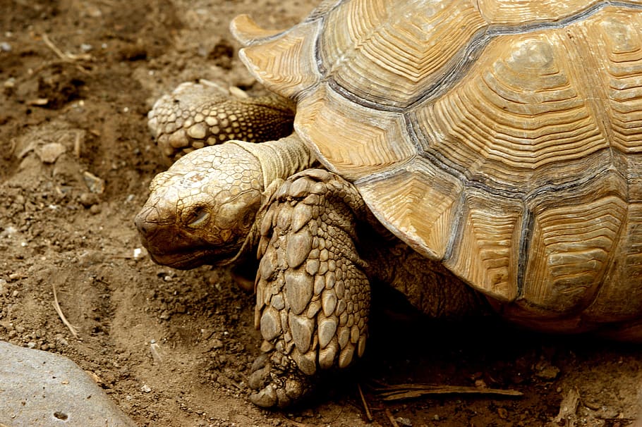 HD wallpaper: tortoise, reptiles, exoskeleton, nature, wildlife, animals |  Wallpaper Flare