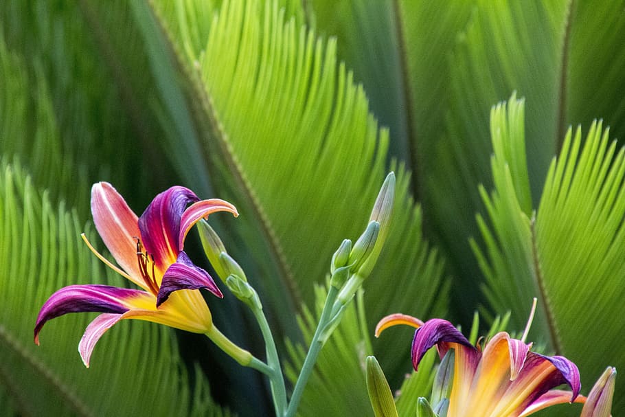 garden, spring, nature, perfume, gardening, delicate flowers HD wallpaper