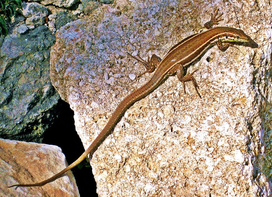 lizard, wall lizard, reptile, green, mediterranean, wildlife HD wallpaper