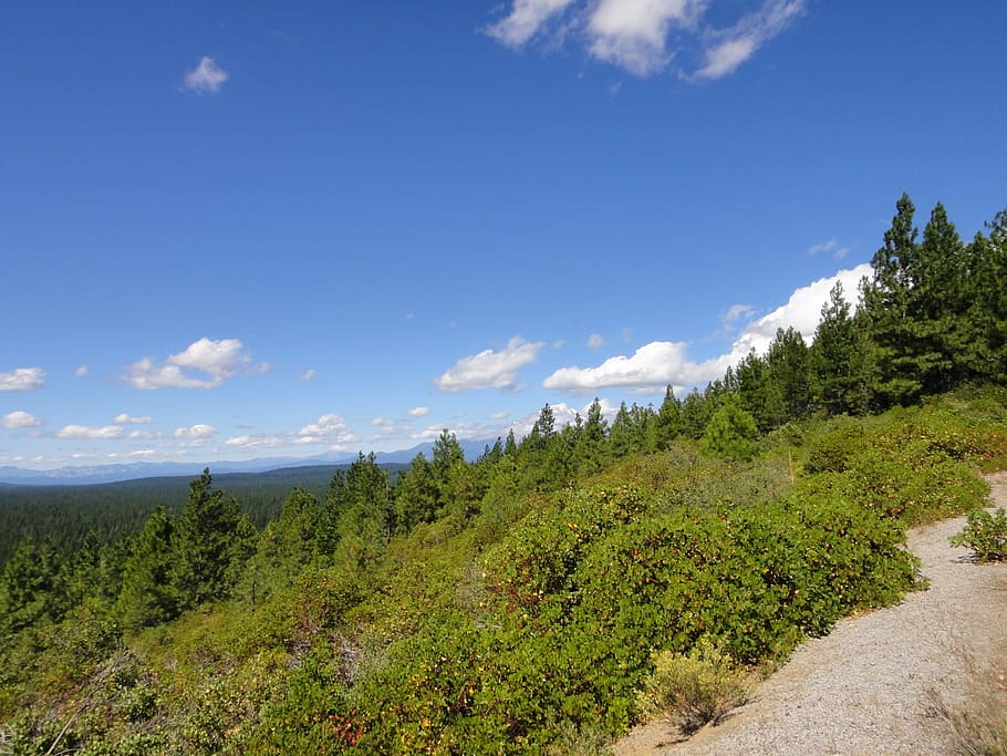 shasta, bear, blue sky, plant, tree, beauty in nature, scenics - nature HD wallpaper