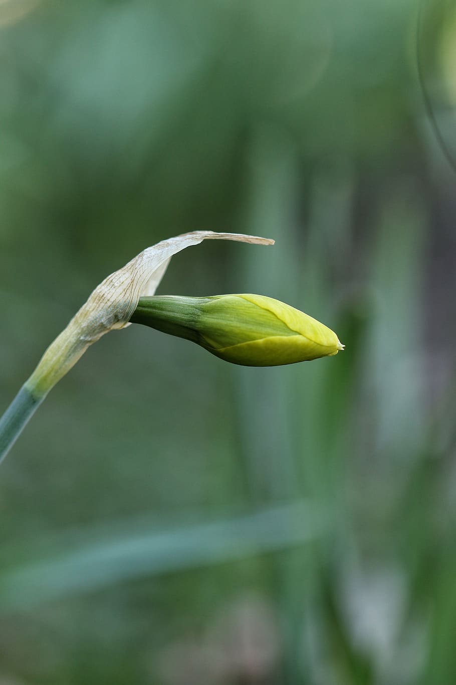 spring, flower, spring flower, nature, yellow, green, plant HD wallpaper