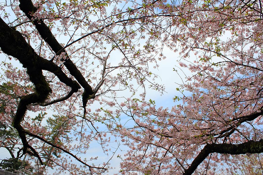cherry, wood, castle, tree lined, spring, japan, plant, low angle view HD wallpaper