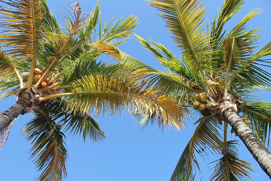 palm, coconut, tree, ile, holiday, palm tree, tropical climate HD wallpaper