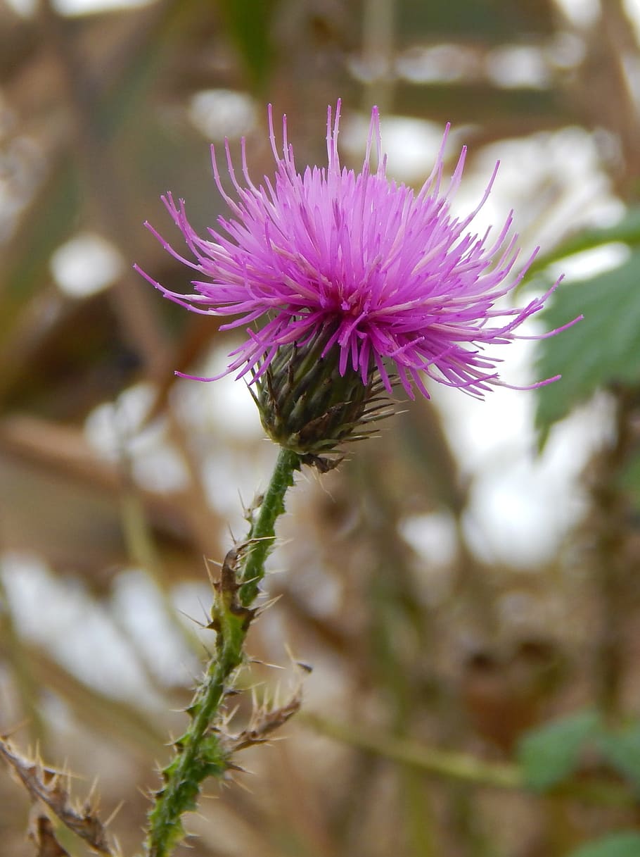 thistle, nature, autumn, plant, flower, flowering plant, vulnerability HD wallpaper