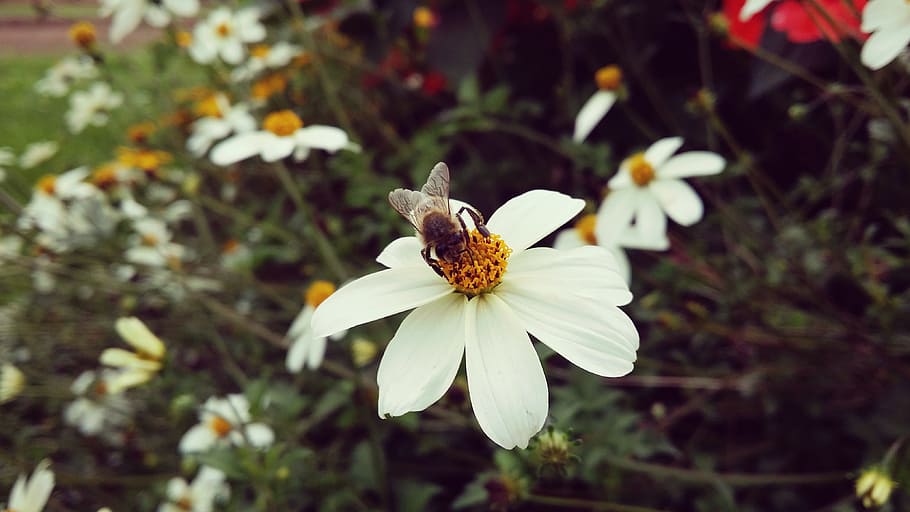 Insect, Bee, Foraging, Flower, pollinator, nature, white color HD wallpaper