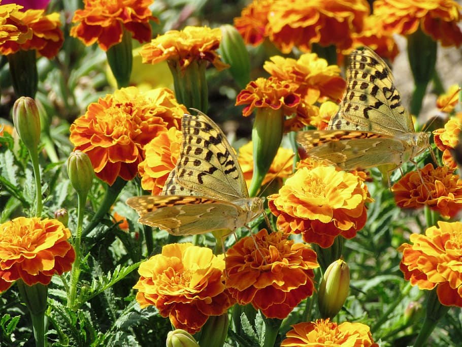 ercan, daniel, highland, flower, flowering plant, beauty in nature HD wallpaper