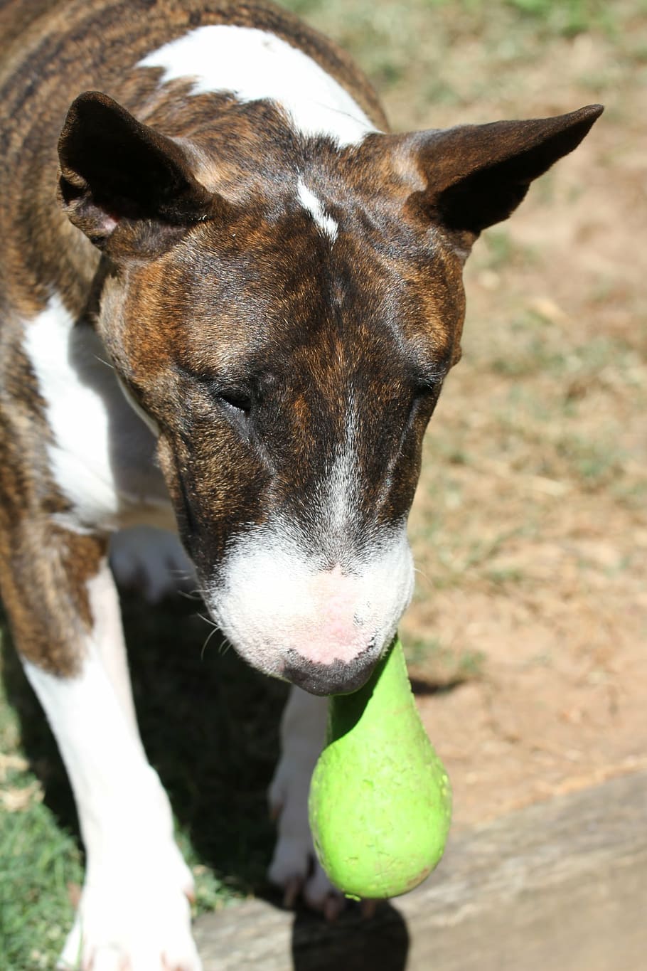 bull terrier, miniature, bully, tiger, toy, play, dog, puppy, HD wallpaper