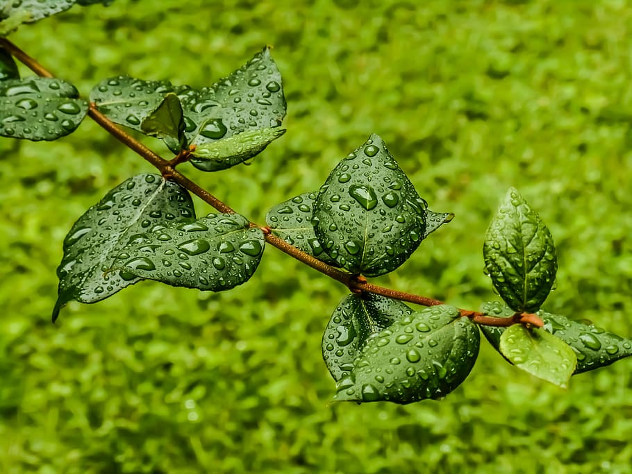 green, leaf, drops, dew, branch, green color, plant, growth HD wallpaper