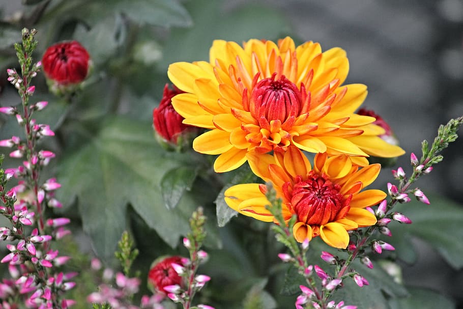 closeup photography of yellow petaled flower, chrysanthemums