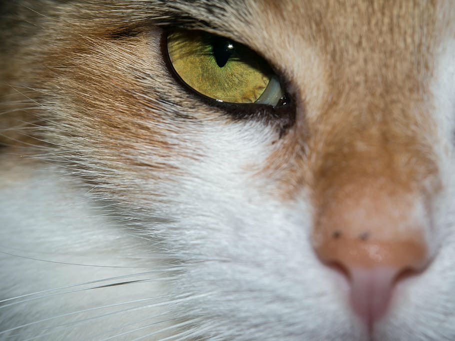 cat, eye, cat's eye, view, look, watch, lucky cat, nose, fur HD wallpaper