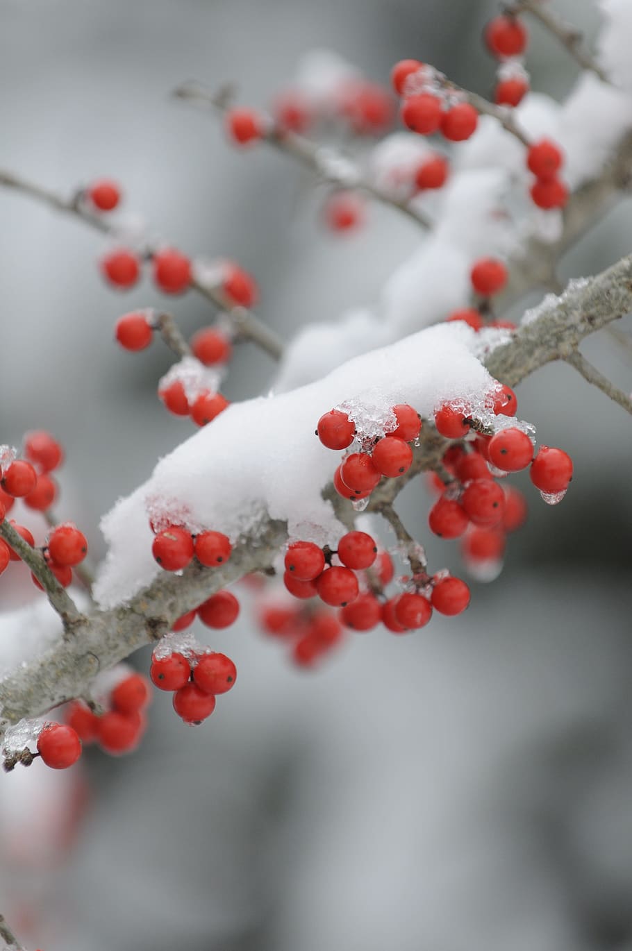 winter, branch, tree, nature, season, fruit, cold temperature HD wallpaper