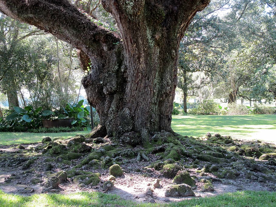 oak, tree, roots, plant, tree trunk, growth, land, nature, day HD wallpaper