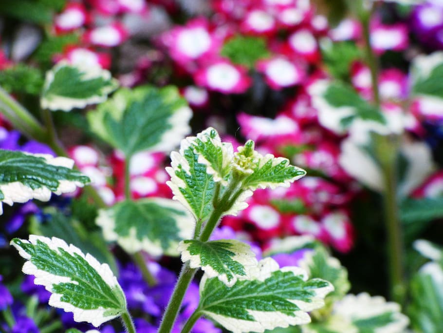 leaf, sharpness, summer, garden, plants, green, flower, foliage HD wallpaper