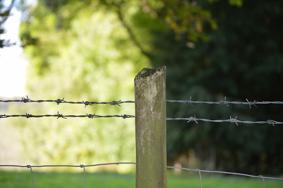 fence, barbed wire, green, sky, land, farm, forest, focus, countryside HD wallpaper
