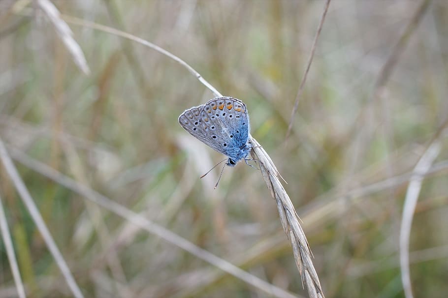 butterfly, macro, nature, close, insect, animal wildlife, animal themes HD wallpaper