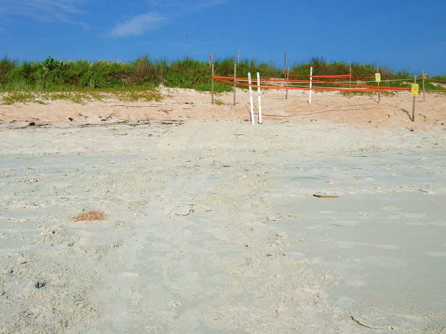 Sand, Beach, Beach, Sand, Sand Dune, dunes, turtle nest, marked HD wallpaper