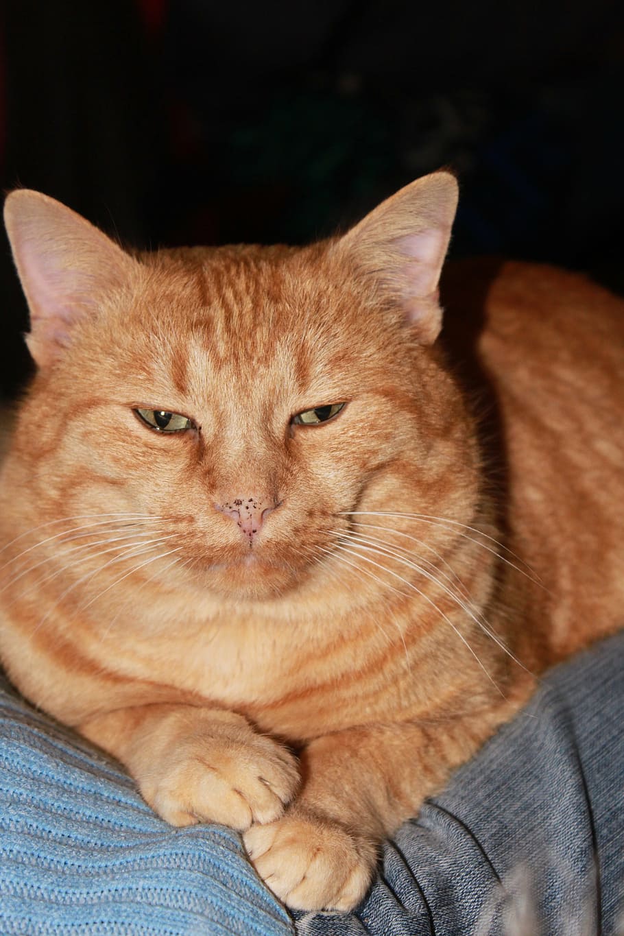 big, cat, eye, garfield, head, kitty, orange, tabby, animals HD wallpaper
