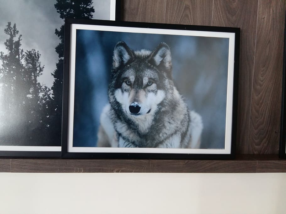 natural, winter, wolf, one animal, mammal, pets, domestic, domestic animals HD wallpaper