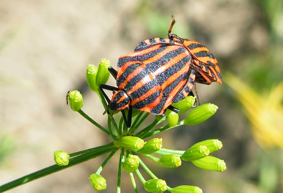 bugs, stripes bugs, insect, striped, nature, insect photo, one animal HD wallpaper