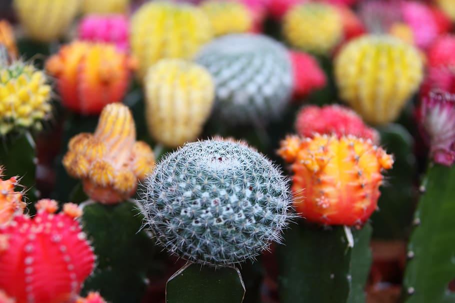 background, beautiful, cactus, close-up, colorful, decoration HD wallpaper