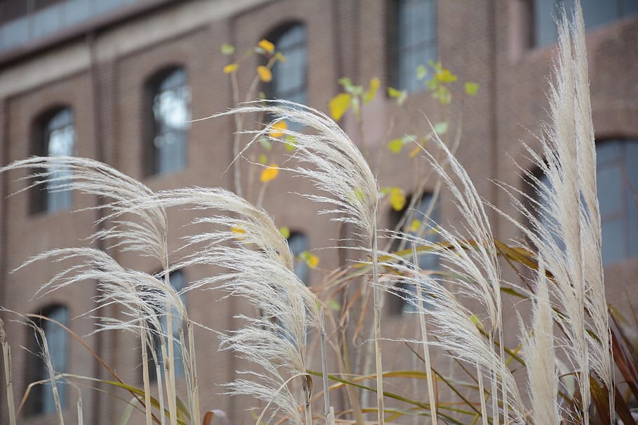 building, windows, brick, vegetation, architecture, facade HD wallpaper