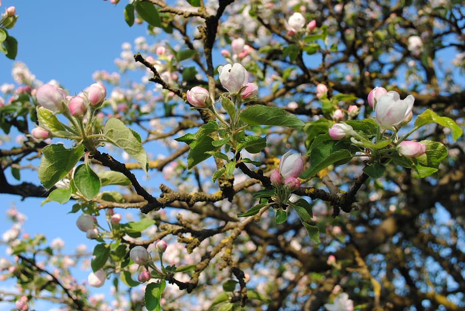 Spring, Apple Tree, Nature, outdoors, blossom, sunny day, spring flower HD wallpaper