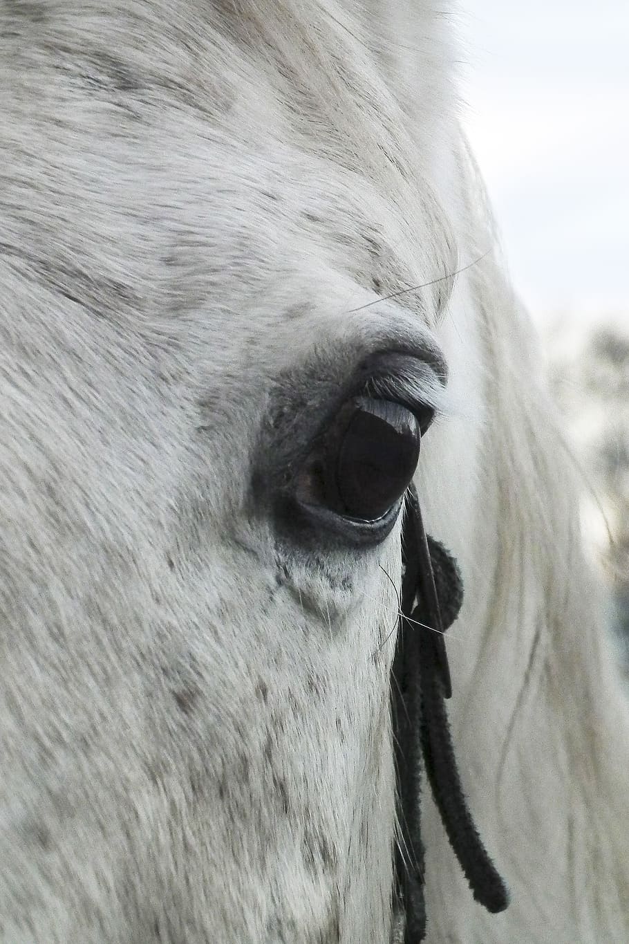 horse, eye, mold, animal, animal Head, nature, mammal, outdoors HD wallpaper