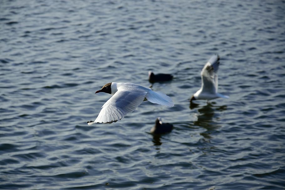 seagull, bird, flight, nature, wings, lake, animals, pen, wild birds HD wallpaper