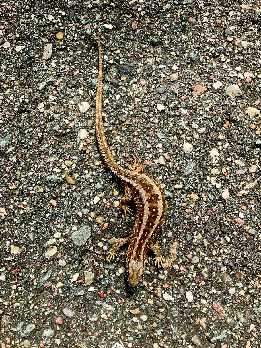 lizard, animal, creature, nature, road, animal wildlife, one animal HD wallpaper