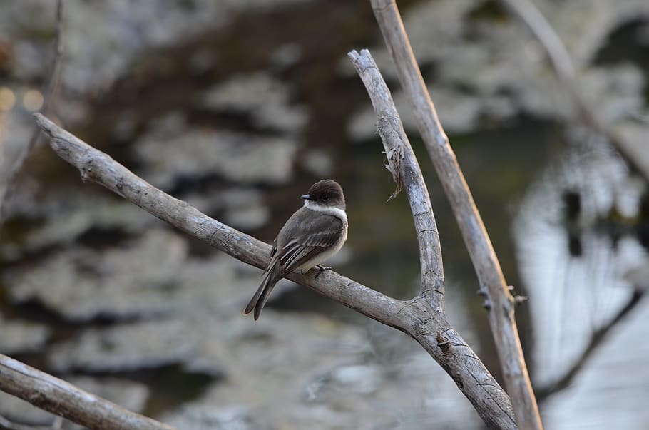 bird, feather, small, river, nature, wing, animals in the wild HD wallpaper