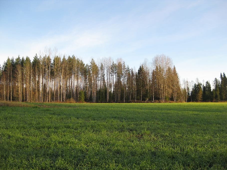 field, autumn, open, plant, tree, tranquility, land, tranquil scene HD wallpaper