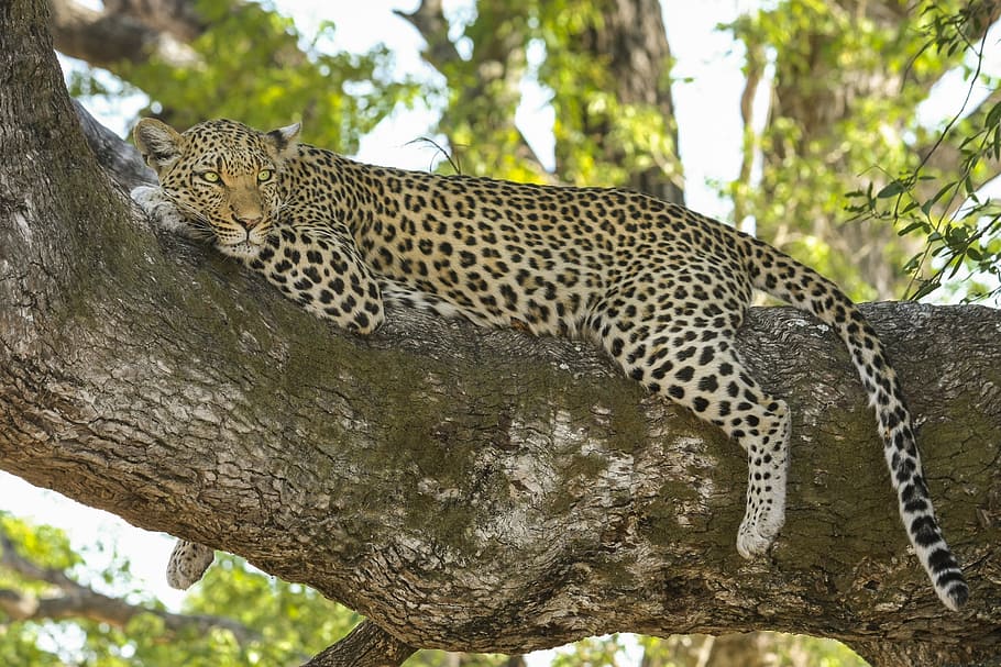 leopard lying on tree trunk photo taken during daytime, wildcat, HD wallpaper