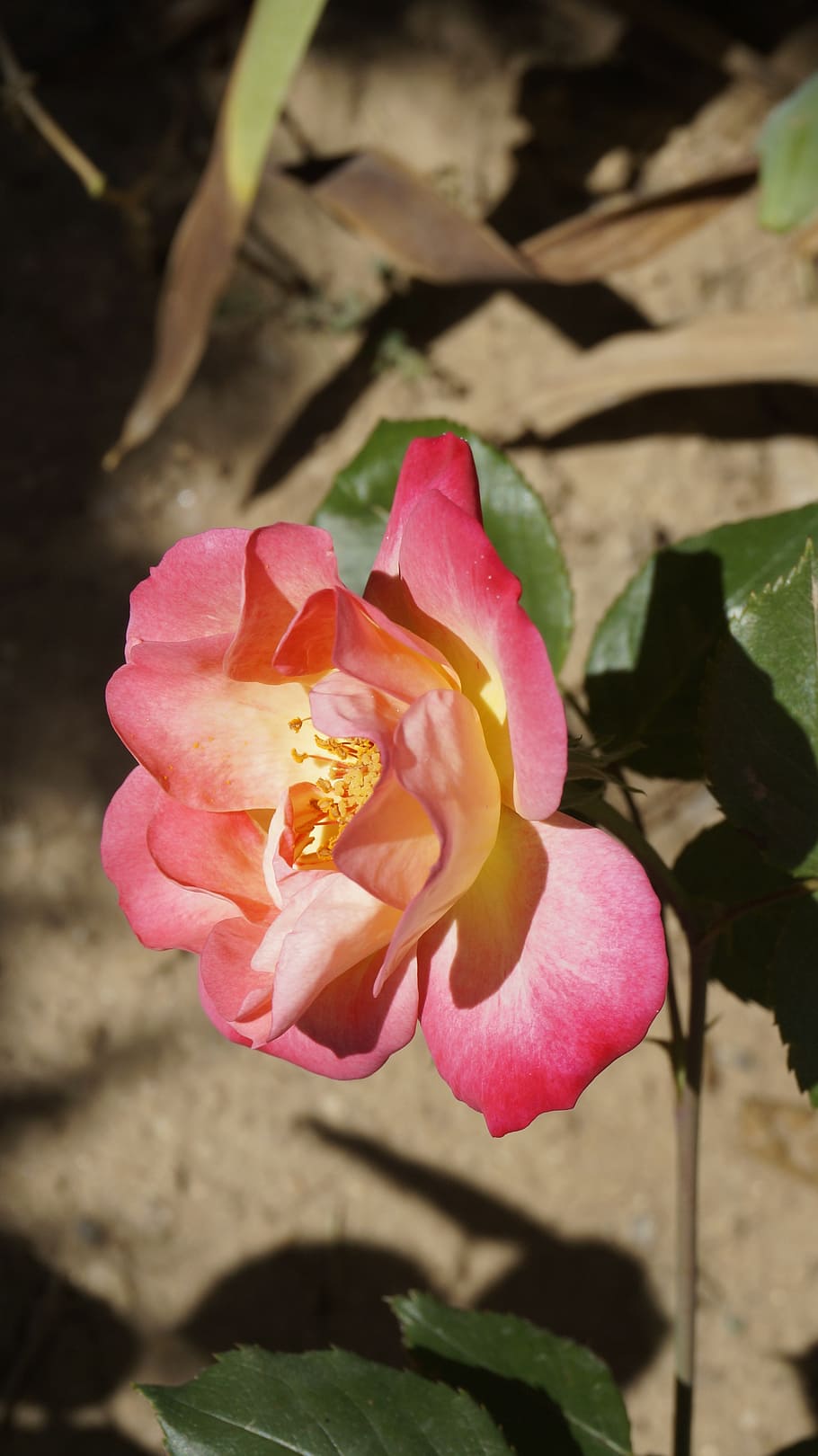 rose, flower, flowering plant, beauty in nature, petal, fragility HD wallpaper