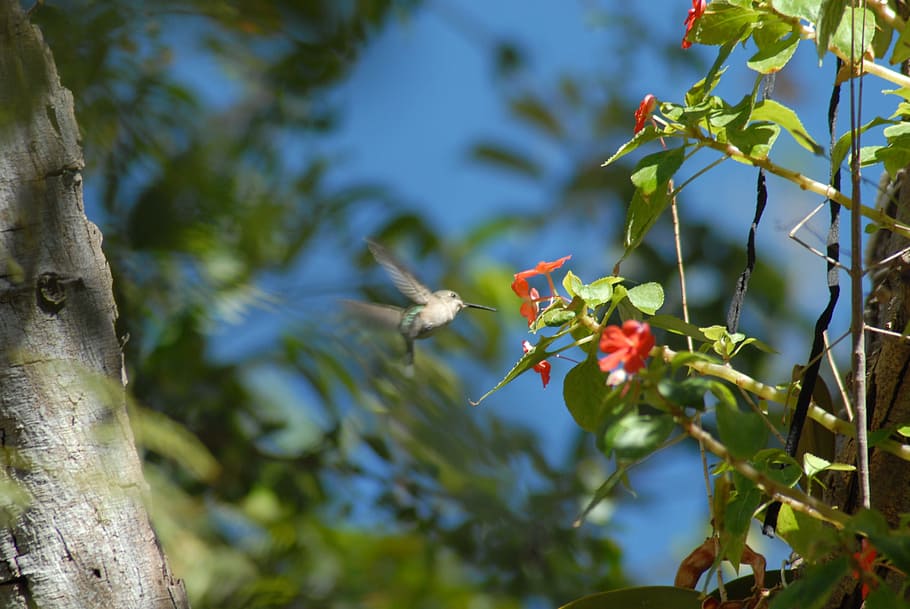hummingbird, flower, landscape, plant, animals in the wild HD wallpaper