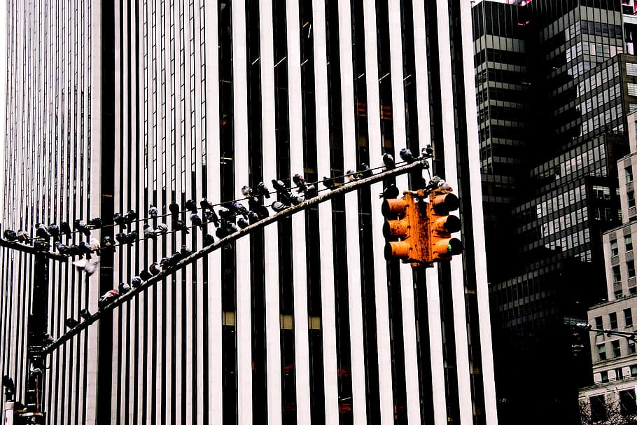 traffic lights, pigeons, birds, intersection, buildings, architecture HD wallpaper